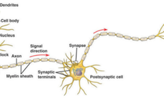 Can Light Compute Like the Brain? Photonic Neural Networks