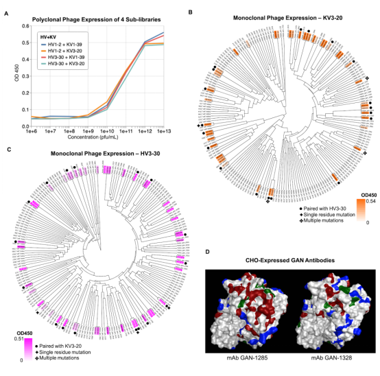 Designing Feature-Controlled Humanoid Antibody Libraries Using GANs