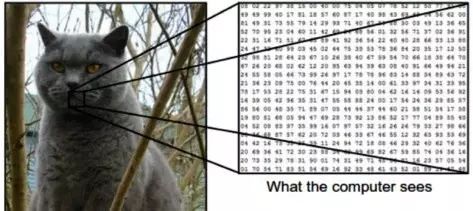 How Convolutional Neural Networks Achieve Image Recognition