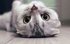 Strong Recommendation | Overview of Convolutional Neural Networks: From Basic Techniques to Research Prospects