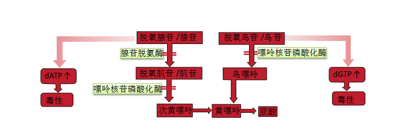 Molecular Abnormalities and Diagnosis of Hereditary Leukocyte Disorders (Part 1)