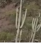 Cactus Image Classification Based on Convolutional Neural Networks (CNN)