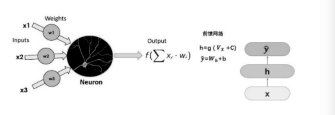 A Journey into Neural Networks: Understanding Neurons
