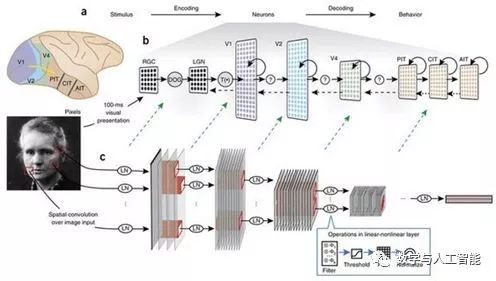 15 Questions About Convolutional Neural Networks and Biological Visual Systems