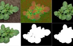 Crop Disease Detection Using Image Processing and CNN