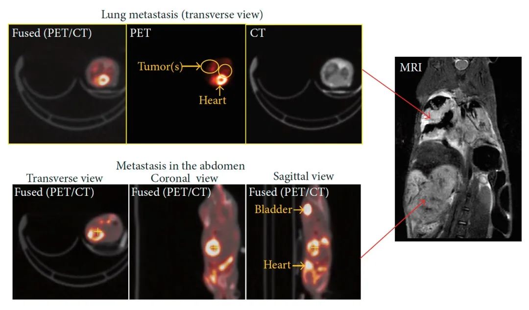 Complementarity and Integration: Multimodal Imaging Unveils the Mysteries of Life