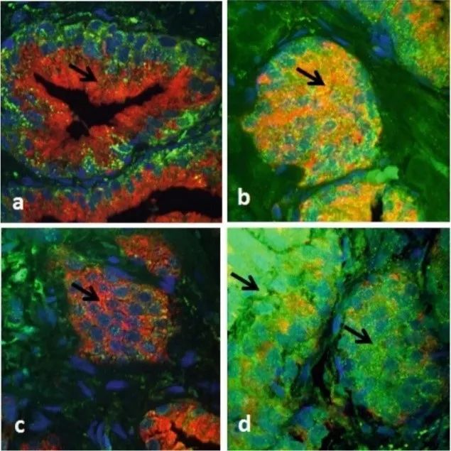 Complementarity and Integration: Multimodal Imaging Unveils the Mysteries of Life