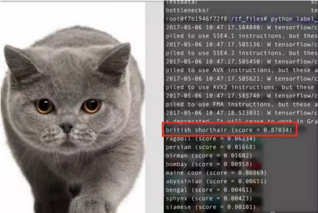Image Classification Techniques: KNN, SVM, BP Neural Networks, CNN, and Transfer Learning