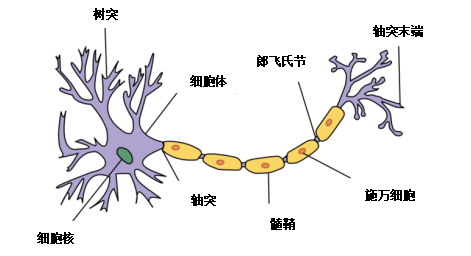 Understanding Neural Networks: A Comprehensive Guide