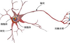 Understanding Neural Networks: A Simple Guide