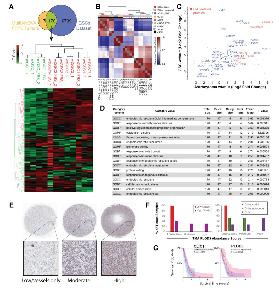 Latest MCP Insights: Molecular Subtyping of Diffuse Gliomas from Genes to Proteins