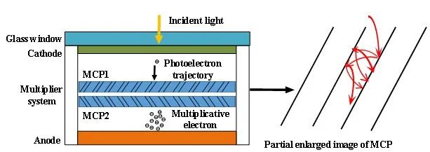 Dynamic Range Study of MCP-PMT Under Visible Light Pulse Input