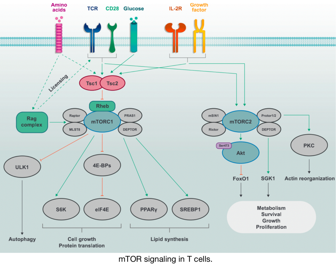 Overview of Various Immune Metabolism Signaling Pathways
