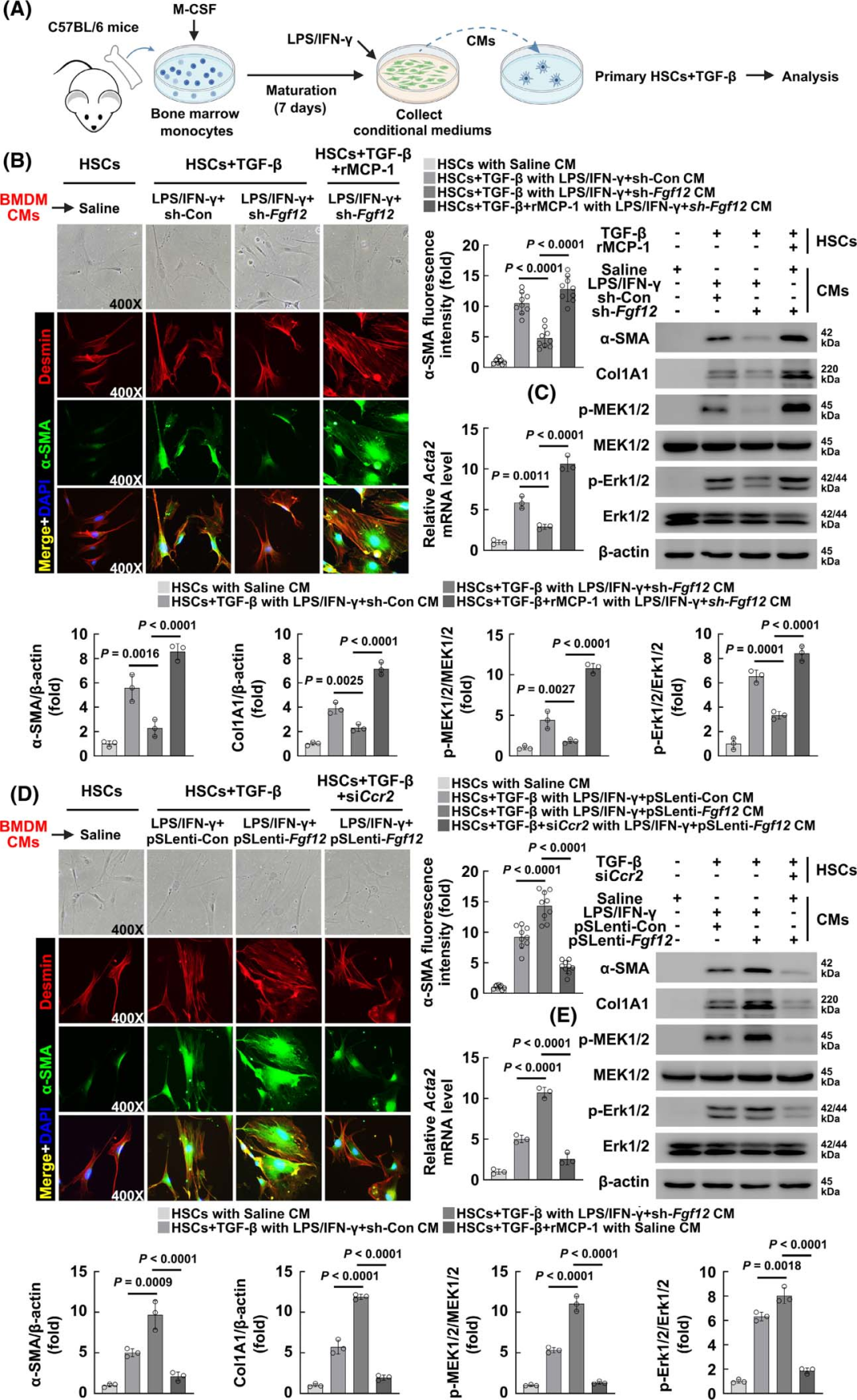 Macrophage-Specific FGF12 Promotes Liver Fibrosis Progression in Mice