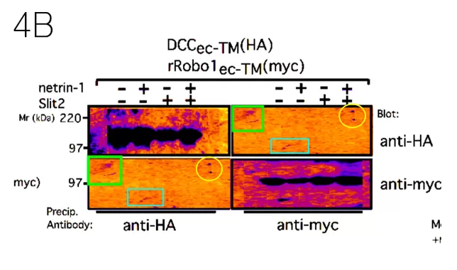 Understanding Image Misconduct in Scientific Papers