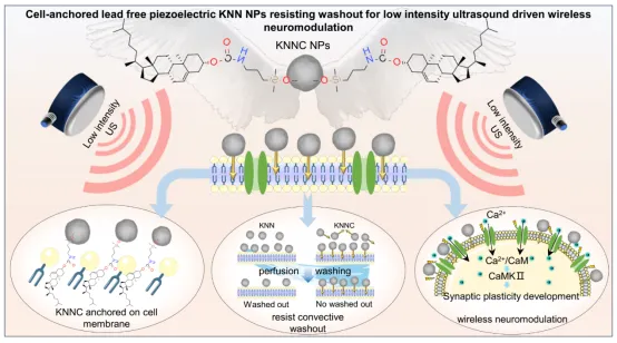 Cell-Anchored Lead-Free Piezoelectric KNN NPs for Neuromodulation