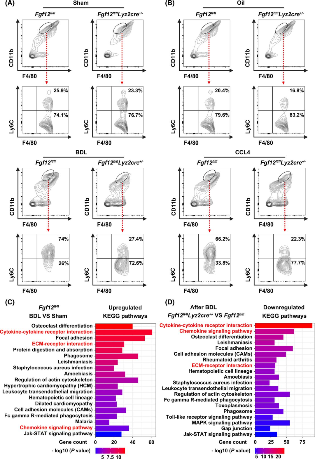 Macrophage-Specific FGF12 Promotes Liver Fibrosis Progression in Mice