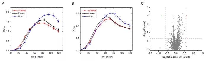 Research on Protein Acetylation Functions in Hyperthermophilic Archaea