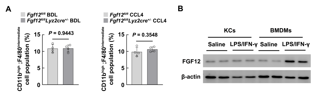 Macrophage-Specific FGF12 Promotes Liver Fibrosis Progression in Mice