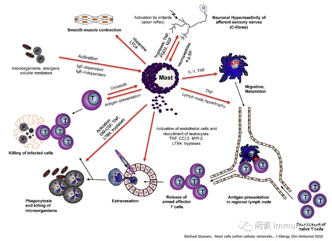 Mast Cells: Powerful Immune Regulatory Functions