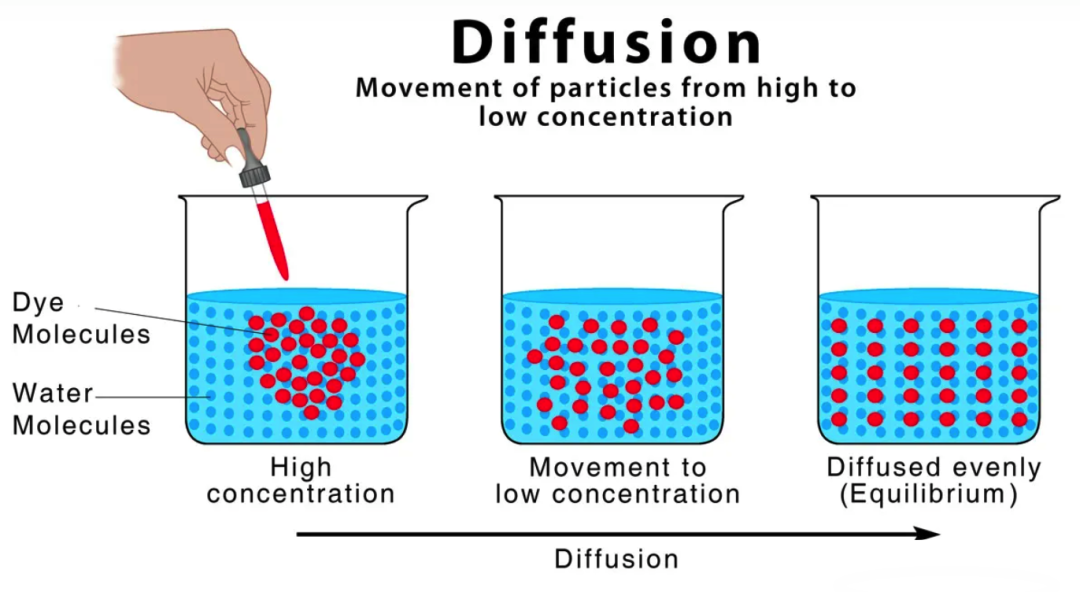 Understanding Diffusion Models in Neural Networks
