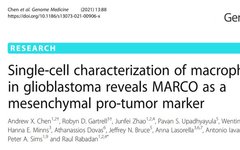 Single-Cell Features of Glioblastoma Macrophages Reveal MARCO as a Stroma-Related Tumor Marker
