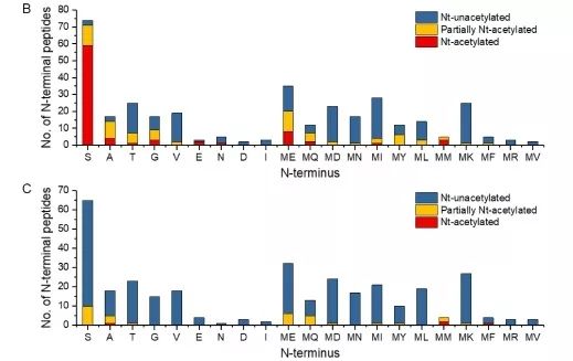 Research on Protein Acetylation Functions in Hyperthermophilic Archaea
