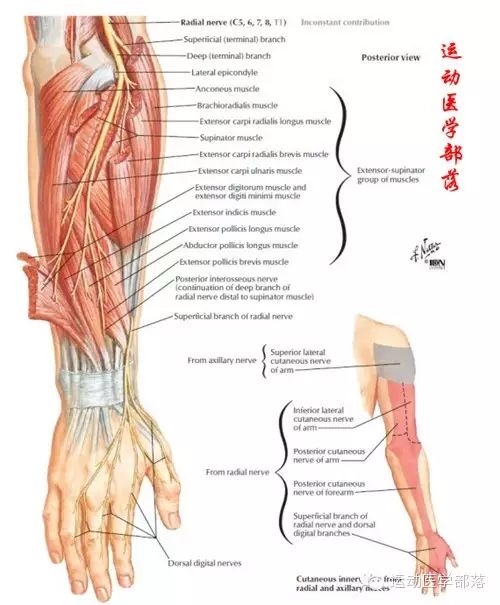 Kinesiology - Study Notes on Wrist and Hand Joints
