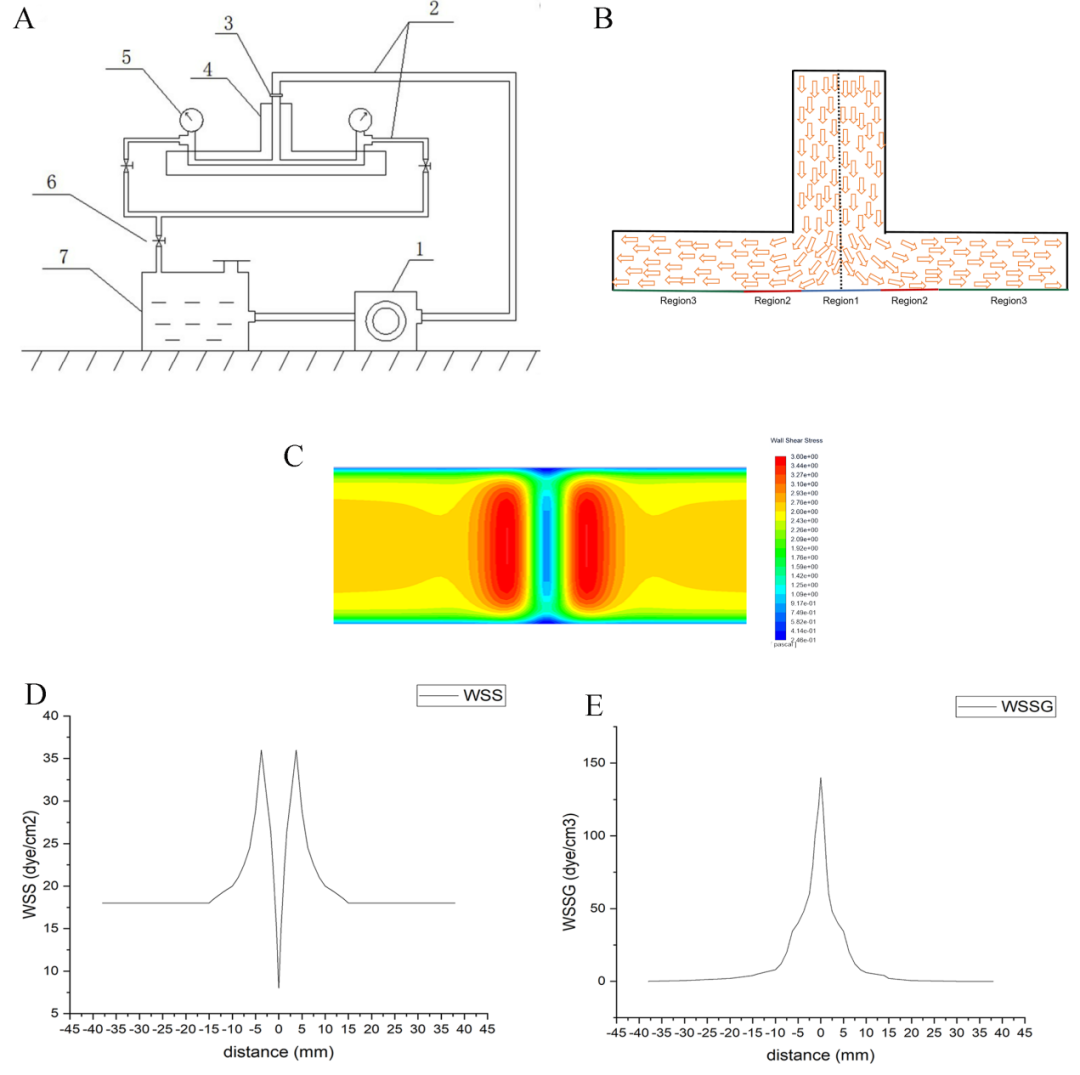 Impinging Flow Induces MCP-1 Expression in Endothelial Cells via JNK/c-Jun/p38/c-Fos Pathway