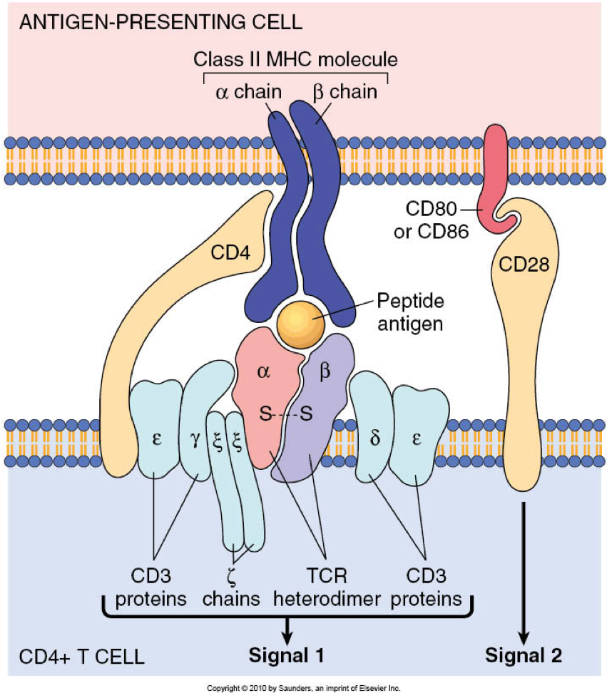 Overview of Various Immune Metabolism Signaling Pathways