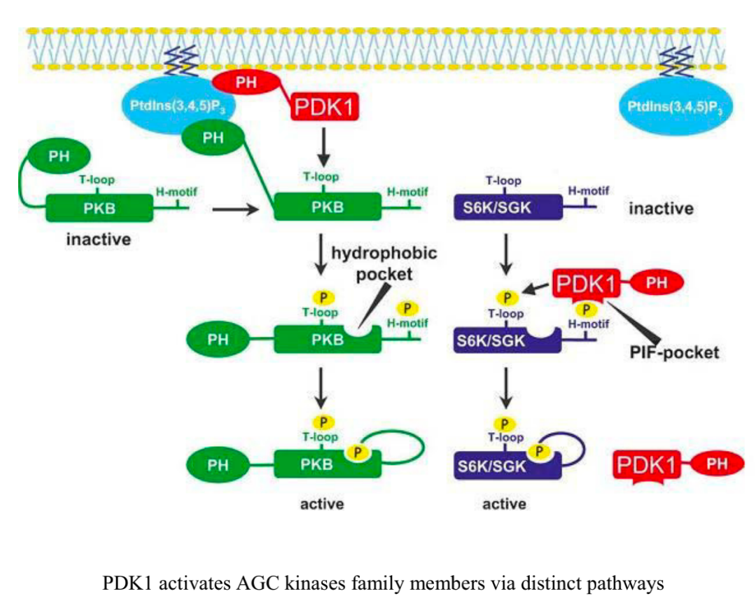 Overview of Various Immune Metabolism Signaling Pathways