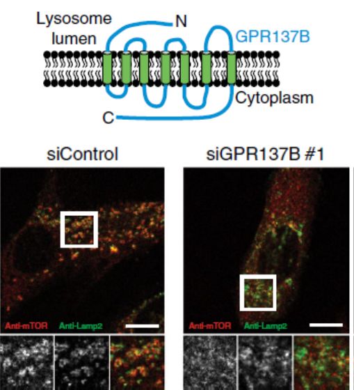 GPR137B Regulates Rag GTPase and mTORC1 Activity