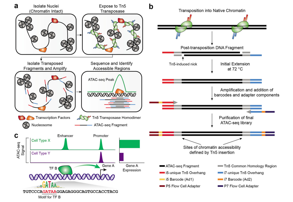 Omni-ATAC: Updated and Optimized ATAC-seq Protocol