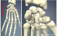 Kinesiology - Study Notes on Wrist and Hand Joints