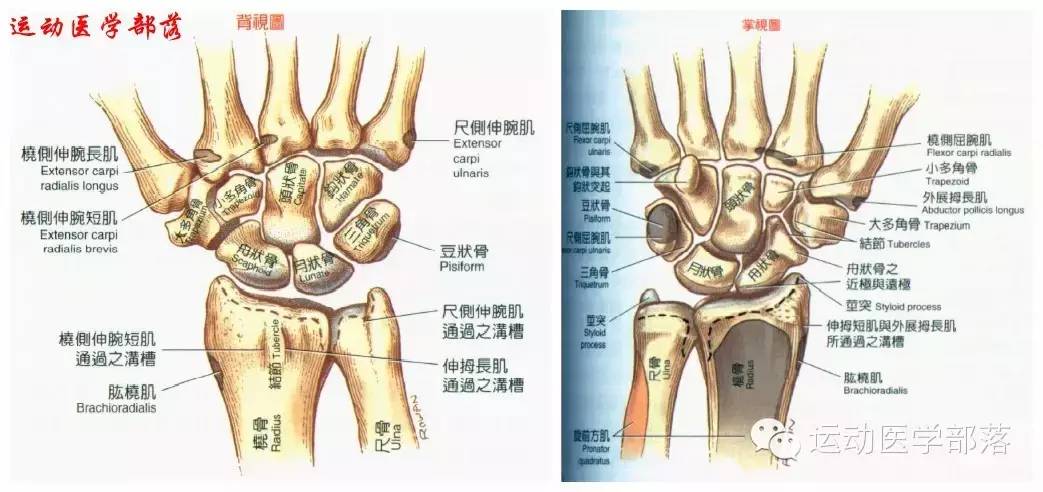 Kinesiology - Study Notes on Wrist and Hand Joints