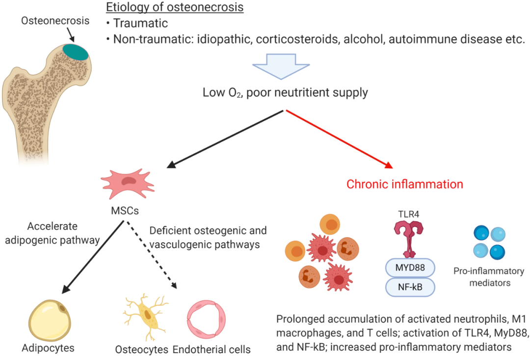 Inflammation, Bone Healing, and Osteonecrosis: From Clinic to Laboratory