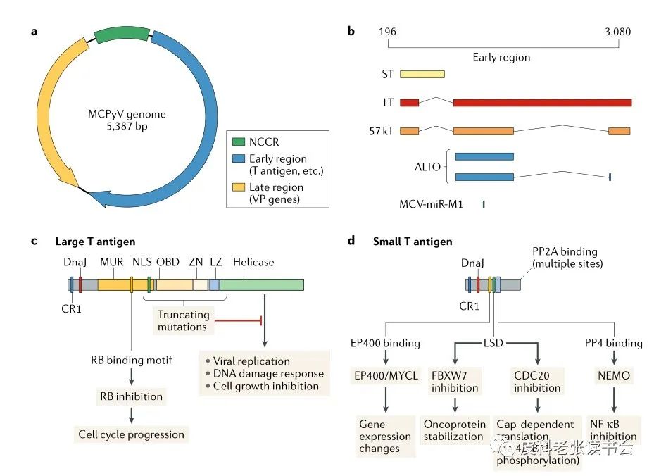 Merkel Cell Carcinoma Is Not Derived From Merkel Cells!