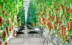 Prediction Model for Greenhouse Tomato Growth Based on KNN-SVM Algorithm