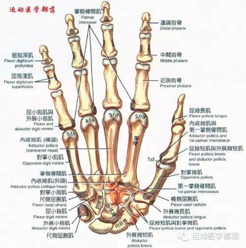 Kinesiology - Study Notes on Wrist and Hand Joints