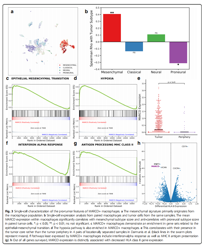 Single-Cell Features of Glioblastoma Macrophages Reveal MARCO as a Stroma-Related Tumor Marker