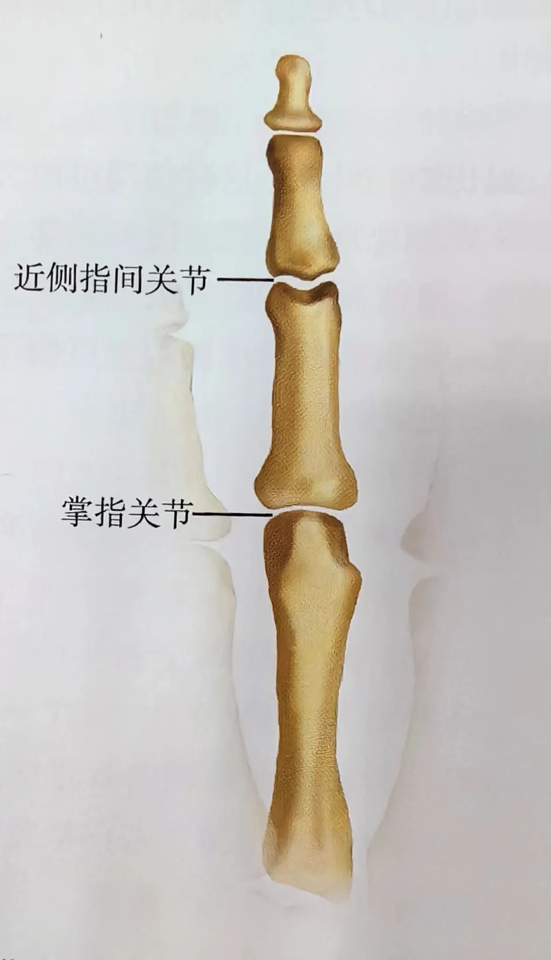 Key Points of Three Types of Hand Joint Injuries