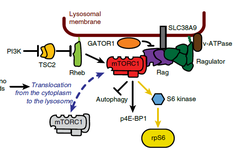 GPR137B Regulates Rag GTPase and mTORC1 Activity