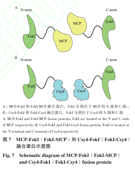 Study on a Novel Mini Genome Editing System Based on Csy4 and MCP