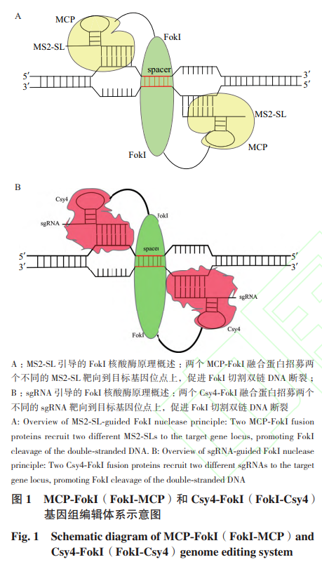 Study on a Novel Mini Genome Editing System Based on Csy4 and MCP