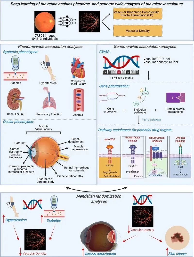 Deep Learning and Retina: Aiding Early Disease Diagnosis