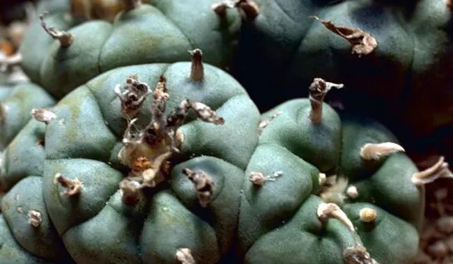 Mescaline: A Catecholamine Psychedelic