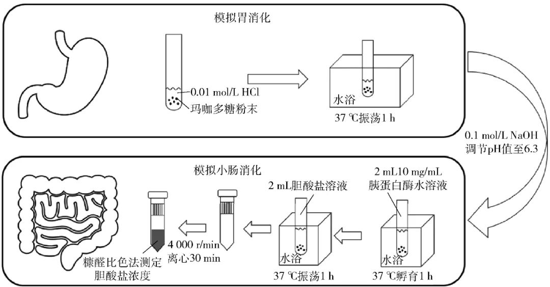 Study on Extraction Conditions and In Vitro Activity of Maca Polysaccharides
