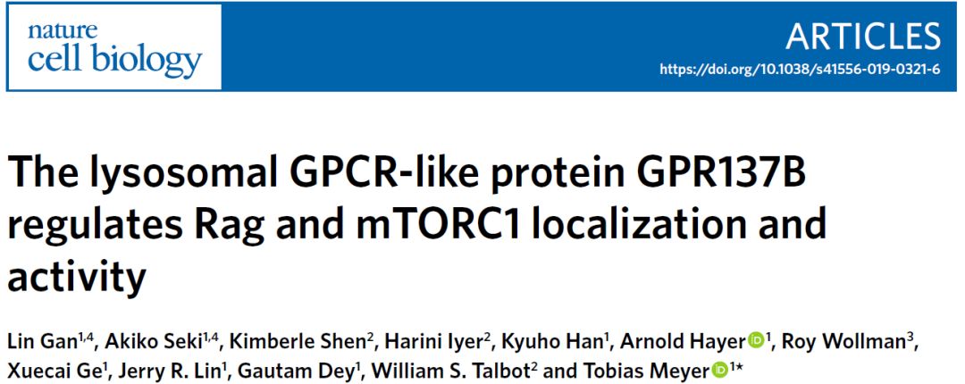 GPR137B Regulates Rag GTPase and mTORC1 Activity