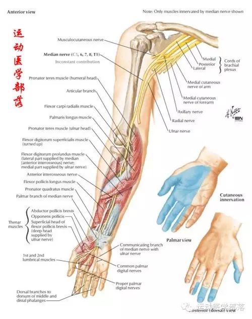 Kinesiology - Study Notes on Wrist and Hand Joints