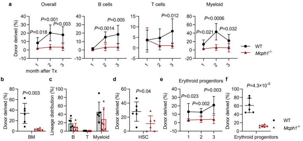 New Mechanism of DNA Damage-Induced Aging in Hematopoietic Stem Cells